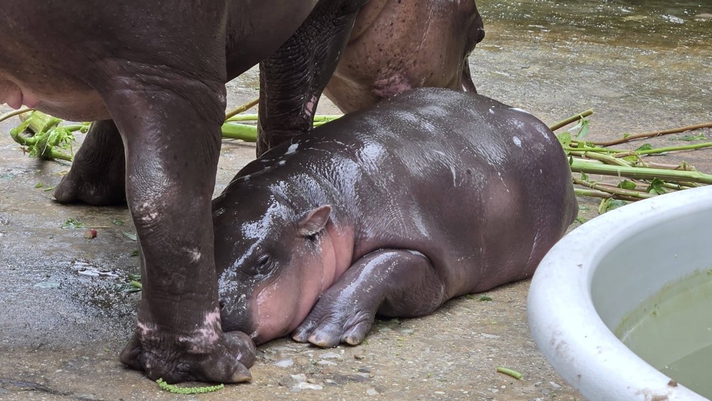 baby hippo